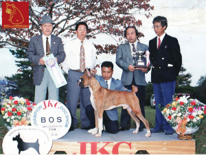 JKCチャンピオンボクサー犬