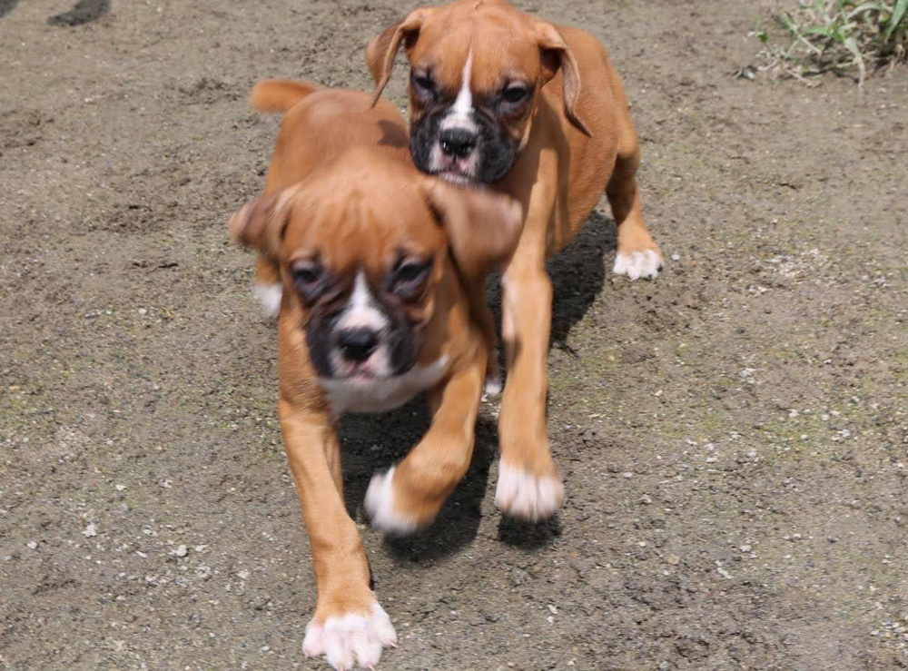 ボクサー犬の子犬  令和4年5月20日生まれ 雄2頭、雌1頭